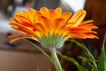 Big orange flower of gerber