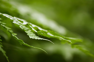 Pteridium aquilinum, brake or common bracken plant, eagle fern, Eastern brakenfern. Green fern ...