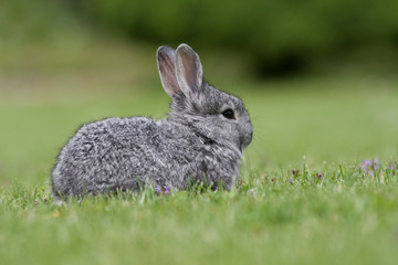 Little rabbit on green grass in summer day