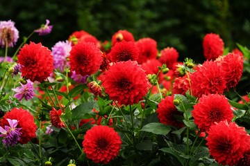  Beautiful dahlia flower in a botanical garden in summer