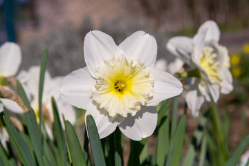 Beautifully bloomed white yellow daffodils in Spring