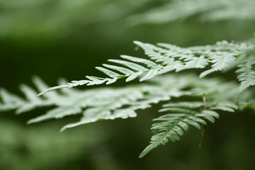 Pteridium aquilinum, brake or common bracken plant, eagle fern, Eastern brakenfern. Green fern  leaves in summer forest close up.