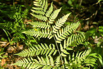 Pteridium aquilinum, brake or common bracken plant, eagle fern, Eastern brakenfern. Green fern  leaves in summer forest close up.