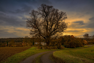 Fototapeta na wymiar Baum im winterlichen Sonnenuntergang