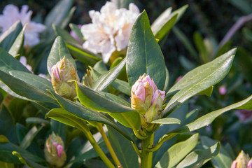 Elegant white rhododendron popup blooming in spring time