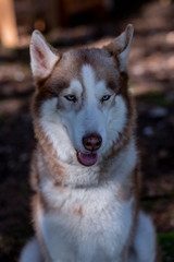 Close-up of the head of a dog of breed Siberian Husky