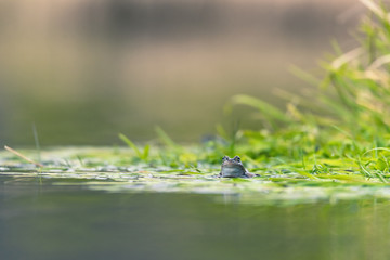 frog on green pond