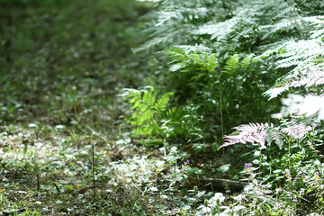Fern plant green leaves in summer forest