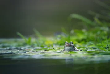 Fototapeten Frosch auf grünem Teich © Marc Andreu