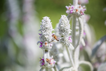 Honeybees collect nectar and pollen from Stachys byzantina, lamb's-ear, woolly hedgenettle, Stachys lanata, olympica fluffy white plants with purple flowers on flowerbed in garden near apiary.