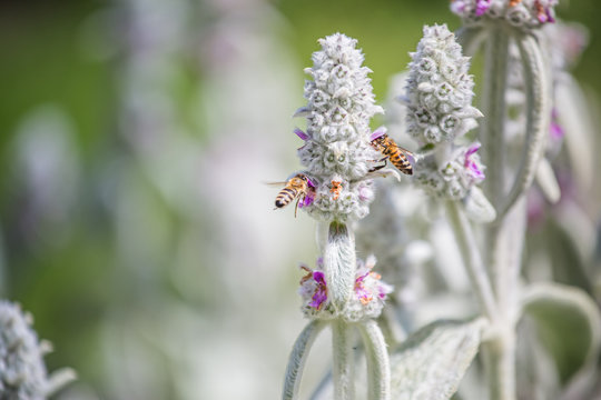 Honeybees collect nectar and pollen from Stachys byzantina, lamb's-ear, woolly hedgenettle, Stachys lanata, olympica fluffy white plants with purple flowers on flowerbed in garden near apiary.