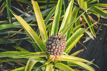 Photo of single ripe pineapple surrounded by green and yellow partly blurred leaves. Pineapple farm. Tropical fruits. Fresh fruit background, concept
