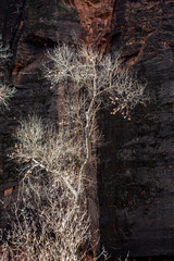 red stone cliffs in the mountains of Zion national park with a wide-angle perspective