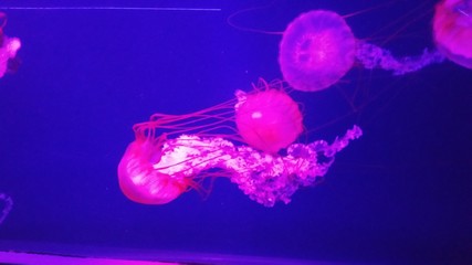 jellyfish with backlight