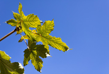 Green leaf