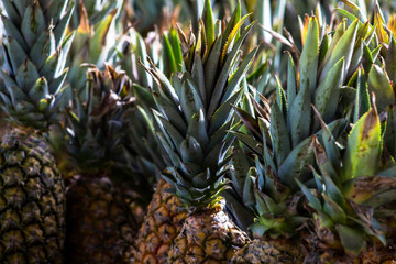 Fototapeta premium group of raw pineapples, with selective focus, on kiosk in street market, Brazil