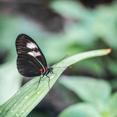 butterfliy on flowers