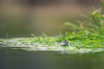 frog on green pond