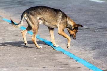 stray dog abandoned on a street in Brazil