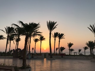 Palm trees on the Red Sea in a hotel in Egypt. Tropical trees by the sea at sunrise. Sunrise in Sharm El Sheikh.