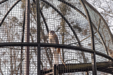 monkey in cage