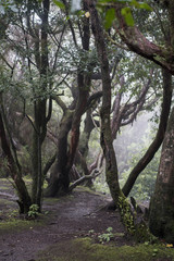 Obraz premium Misty scary forest in Anaga Natural Park . Tenerife. Green and brown tones. Background