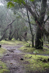 Misty scary forest in Anaga Natural Park . Tenerife. Green and brown tones. Background