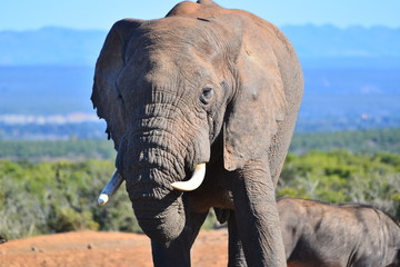 elefante africano © STEFANO