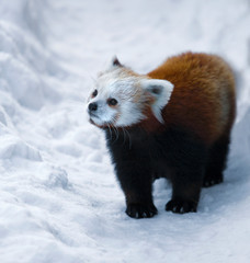 Red Panda in the Snow at Winter