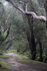 Fototapeta premium Misty scary forest in Anaga Natural Park . Tenerife. Green and brown tones. Background