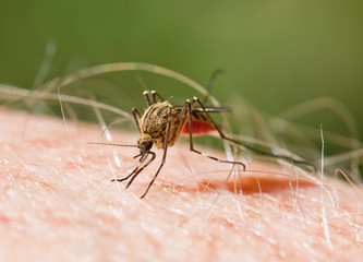 The Unpleasant Feeling of a Mosquito Biting