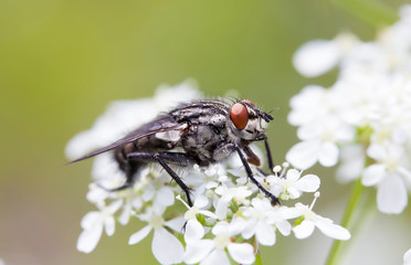 Close-up of Fly