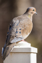 backyard birds