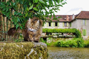 Naklejka na ściany i meble Cat in Ségur-le-Château, France 