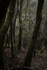 Misty scary forest in Anaga Natural Park . Tenerife. Green and brown tones. Background