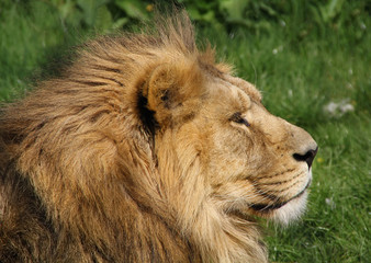 Fototapeta na wymiar Head of a Male Lion