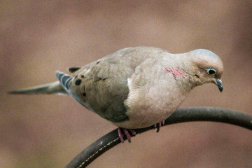 backyard birds