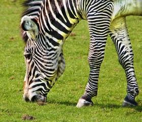 Fototapeta na wymiar Portrait of a Zebra Grazing
