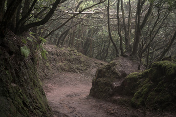 Misty scary forest in Anaga Natural Park . Tenerife. Green and brown tones. Background