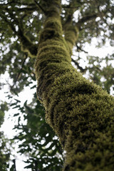Fototapeta premium Misty scary forest in Anaga Natural Park . Tenerife. Green and brown tones. Background