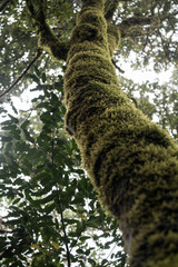 Fototapeta premium Misty scary forest in Anaga Natural Park . Tenerife. Green and brown tones. Background