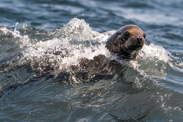 Sea Lion in the Waves - Monterey Bay, California