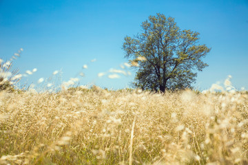 single tree in the field