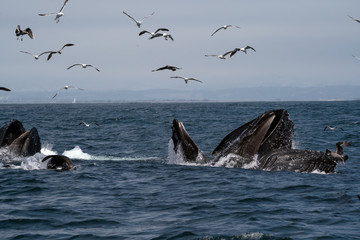 Fototapeta premium Humpback Whales Lunge Feeding - Monterey Bay, California