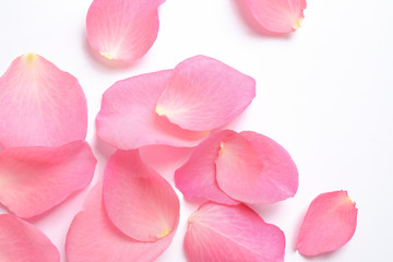 Fresh pink rose petals on white background, top view