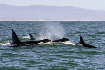 Fototapeta premium Pod of Killer Whales - Monterey Bay, California