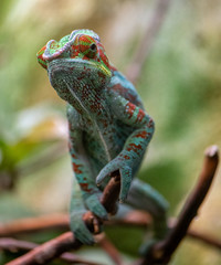 Panther chameleon (Furcifer pardalis)