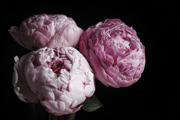 Beautiful fresh peonies on black background, closeup. Floral card design with dark vintage effect © New Africa
