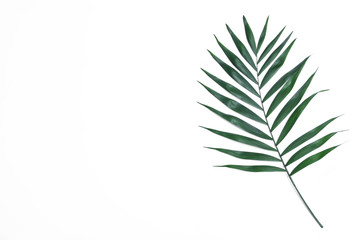 Beautiful lush tropical leaf on white background, top view
