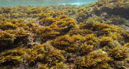 perdu dans les herbe